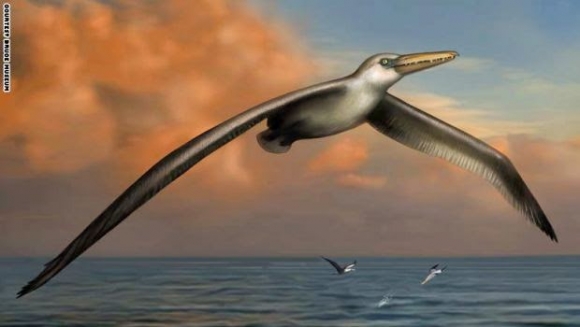 گەورەترین باڵندە